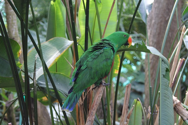 Papegaai, Natuur, Vogel