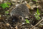 hedgehog, animal, rodent