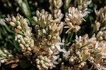 rajanigandha flower, tuberose flower, flower