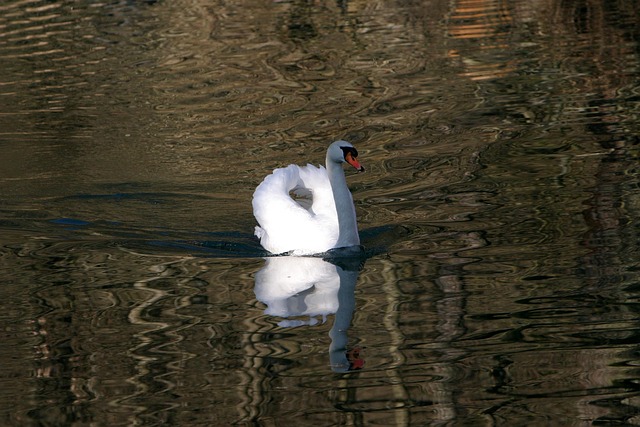 Free Swan In The Altmühl Water photo and picture