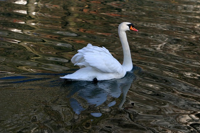 Free Swan In The Altmühl Water photo and picture