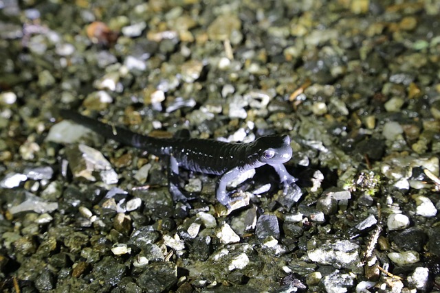 Free Alpine Salamander Salamander photo and picture