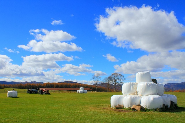 Free Blue Sky Makiba photo and picture