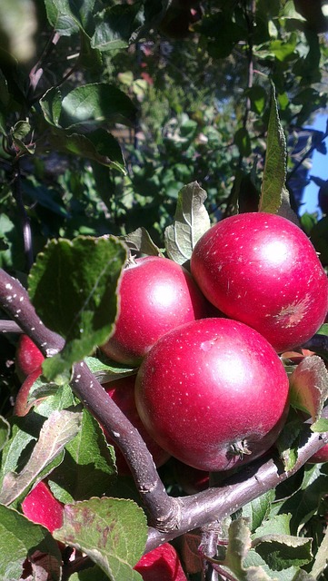 Free Apples Autumn photo and picture