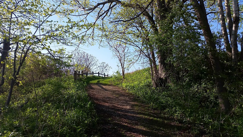 Tree Road Path Path Road Trees - Free photo on Pixabay - Pixabay