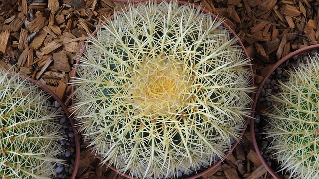 Free Cactus Landau State Garden Show photo and picture