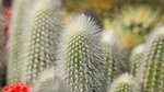 cactus, landesgartenschau landau, hairs