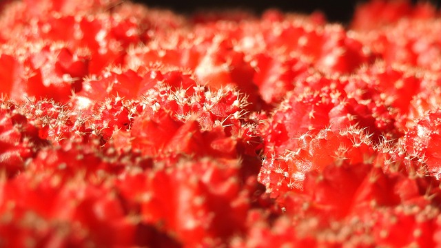 Free Cacti Red photo and picture