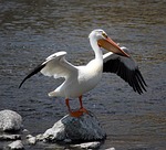 pelican, stretch, rock
