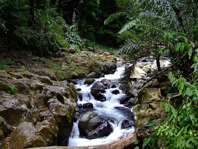 Râu, Natura, Pădure, Drumeții