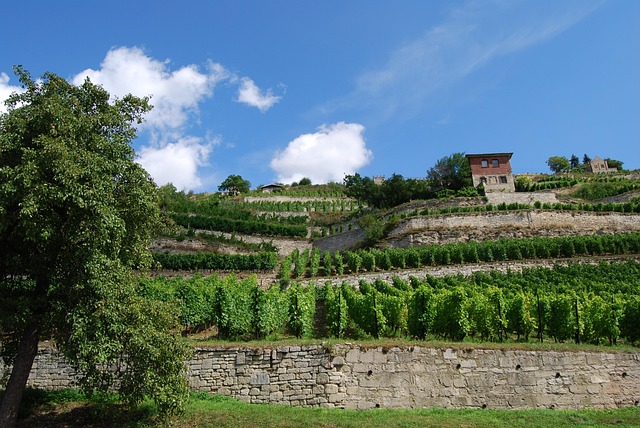 Free Vineyard Freyburg photo and picture