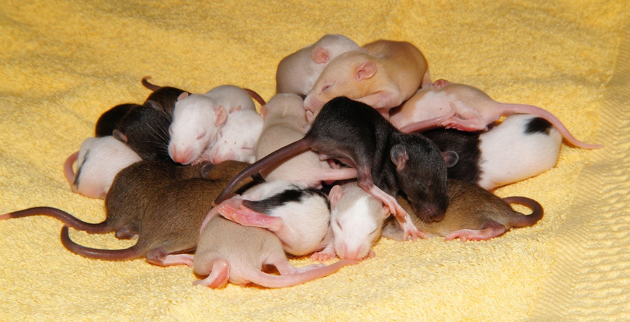 Cute Baby Rats With Teddy Bear