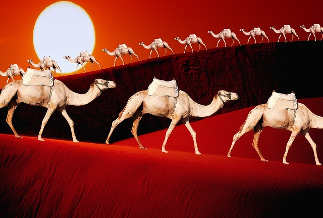 Free animals camels dromedary illustration