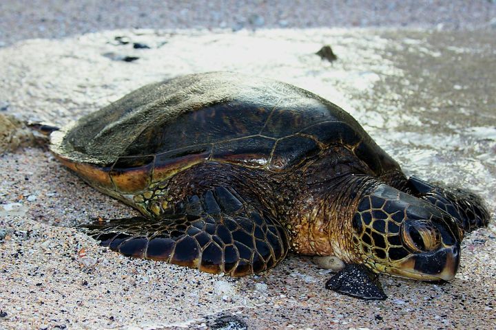 100 + 무료 바다거북 & 거북이 이미지 - Pixabay