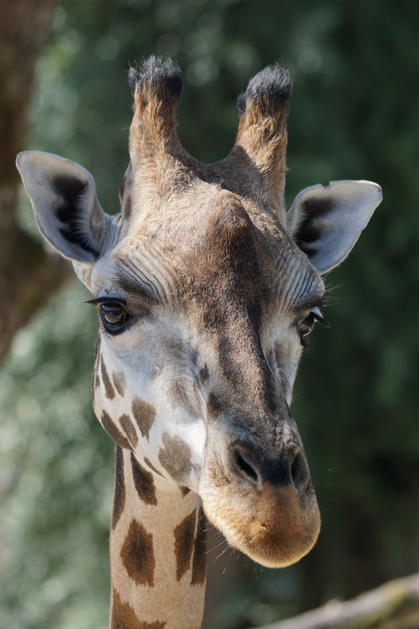 Giraffe Ruminant Pair Of - Free photo on Pixabay - Pixabay