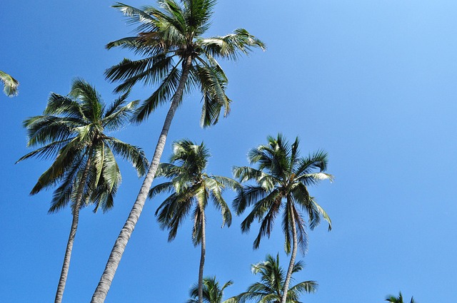 Palmer, Miljø, Strand, Tayrona