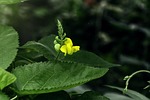 mung bean flower, wild flowers, plant