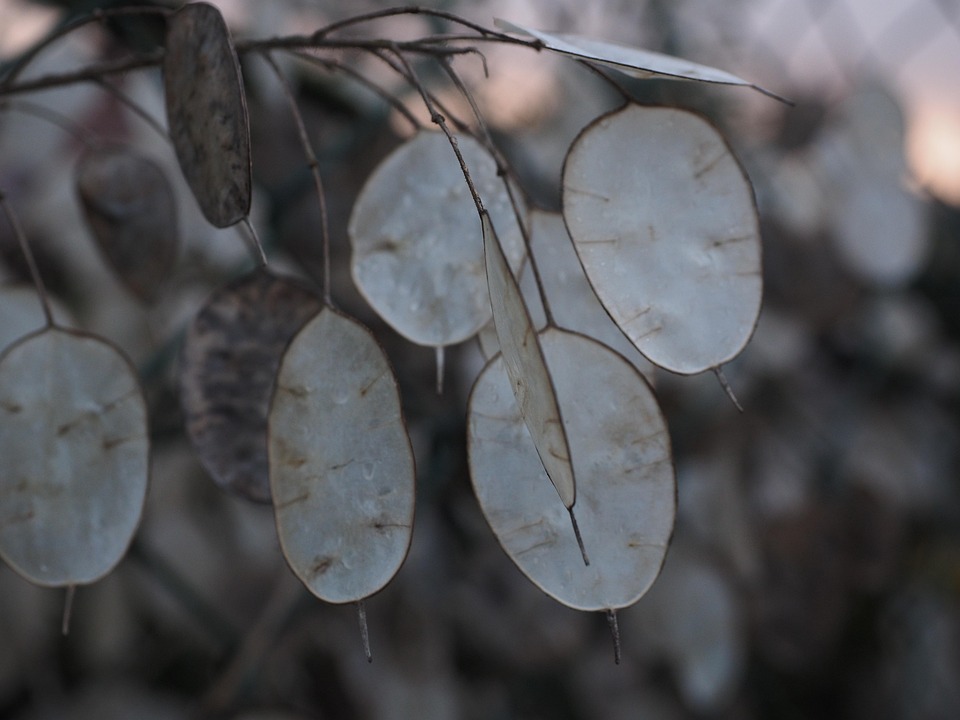 Foglia D\'Argento Lunaria · Foto gratis su Pixabay Foglia D\'Argento Lunaria · Foto gratis su Pixabay