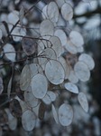silver leaf, lunaria, silberling