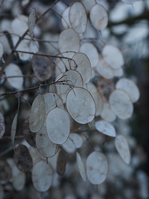 Free Silver Leaf Lunaria photo and picture