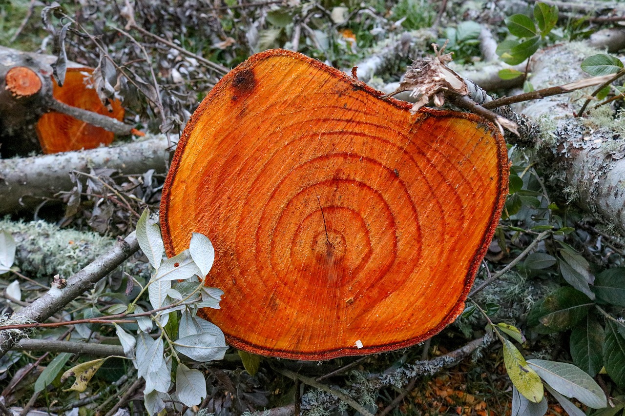 Tree Stump Wood Free photo on Pixabay Pixabay