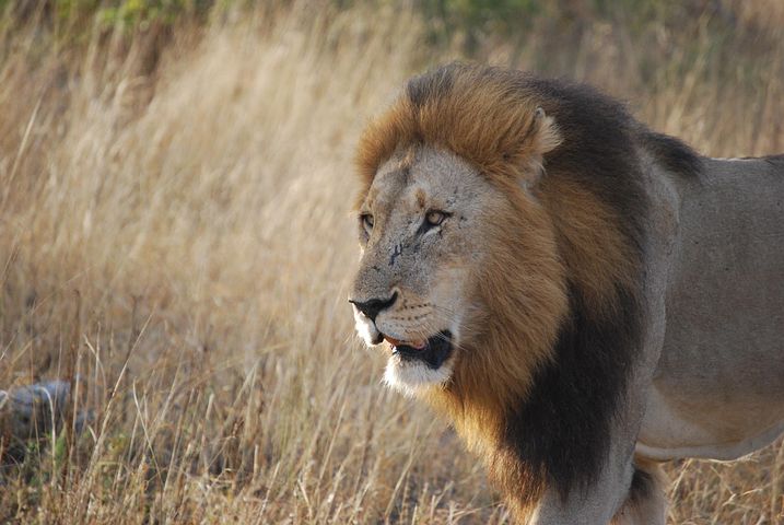 essays about lion images essays about lion images
