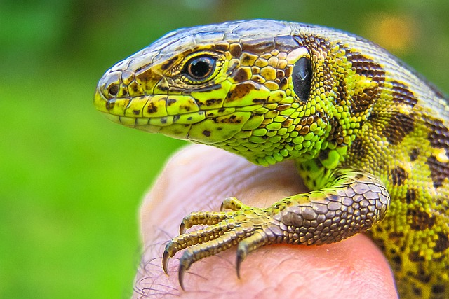 Lizard Nature - Free photo on Pixabay - Pixabay