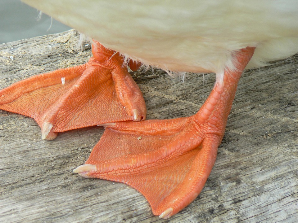 Duck Feet Free Photo On Pixabay Pixabay