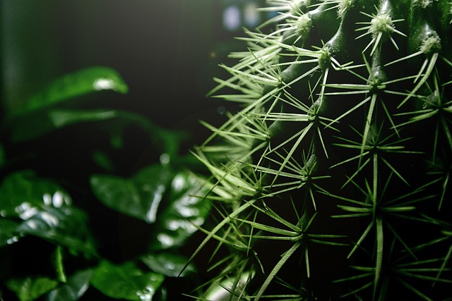 Free Cactus Prick photo and picture