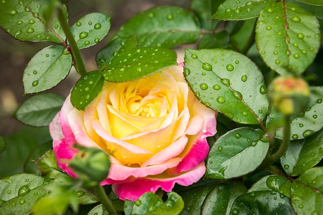 rose, drops, blossom, bloom, water, pullmann orient express, rain, waterdrop, raindrop, water pearls, rose blossom, romantic, raindrop rose, pink, yellow, love, valentine's day