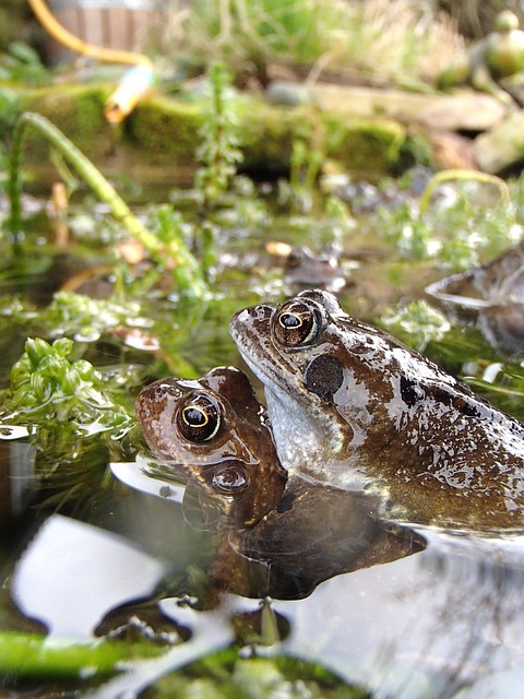 Free Frog Common Frog photo and picture