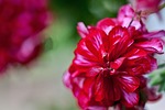 flower, geranium, pelargonium horní adršpach near