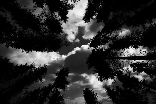 Free Trees Sky photo and picture