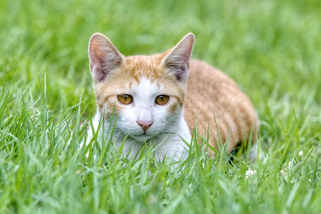 Free Cat Grass photo and picture