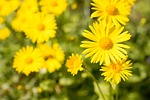 flowers, daises, garden