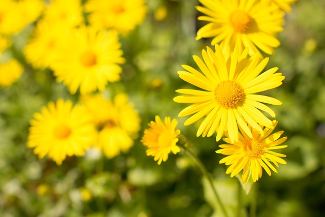 Blomster, Blomst Tapet, Blomst Baggrund