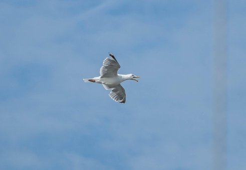 Free Gull Flying photo and picture