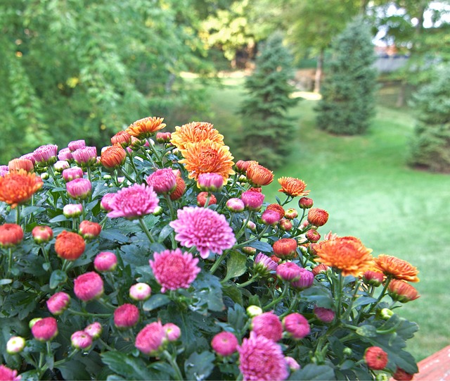 Free Flowers Chrysanthemum photo and picture