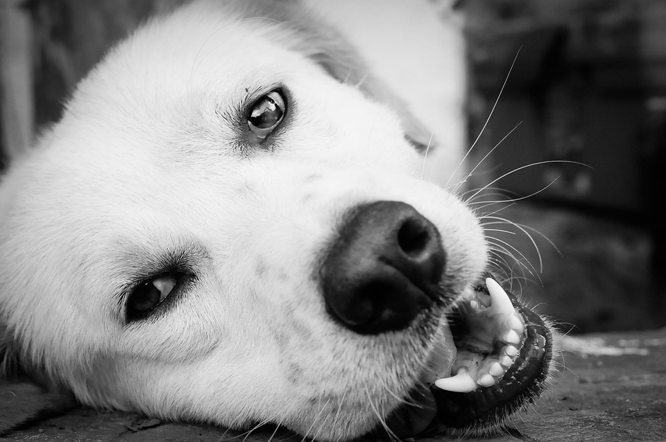 Dog Pet Animals Black And Free photo on Pixabay