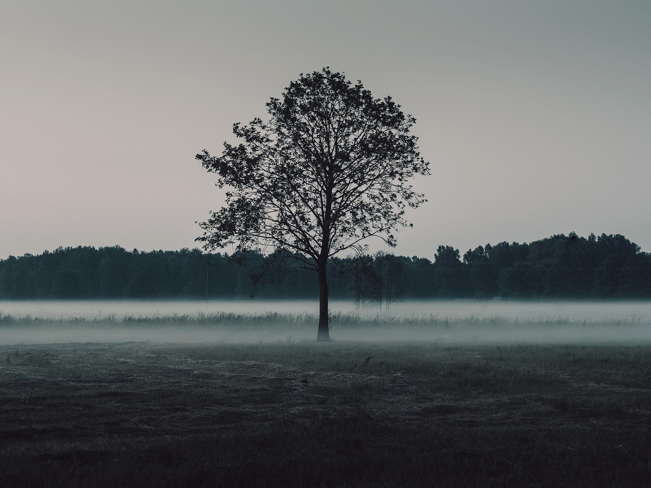 Trees - free online jigsaw puzzle photo