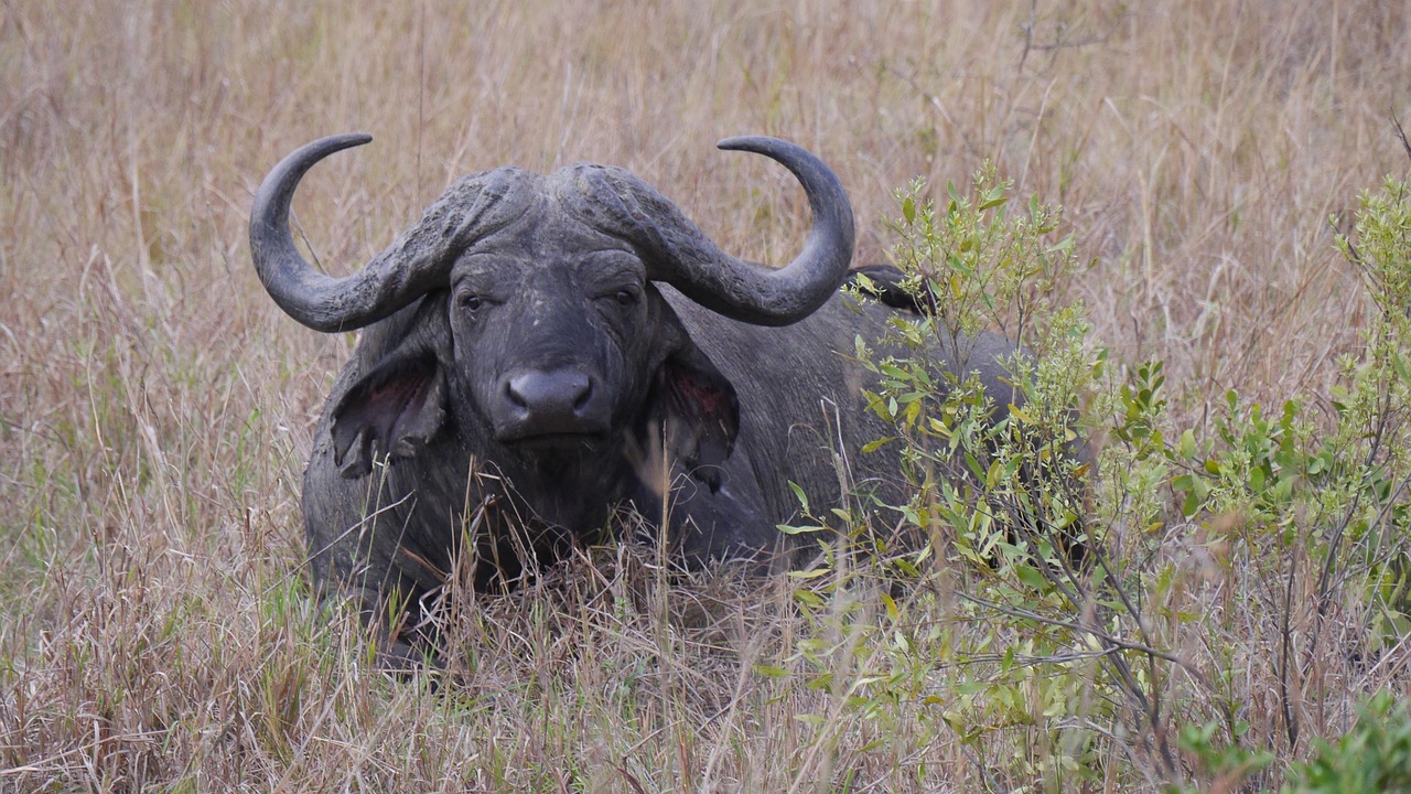 South Africa - free online jigsaw puzzle photo