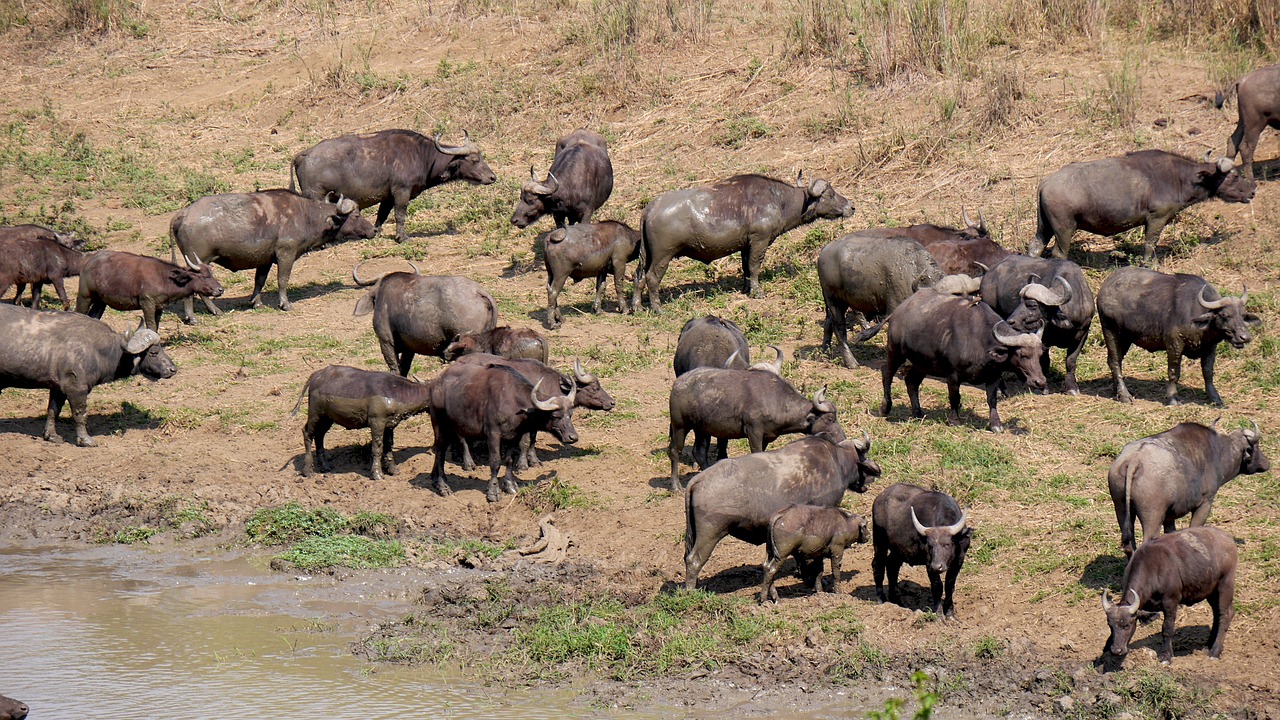 South Africa - free online jigsaw puzzle photo
