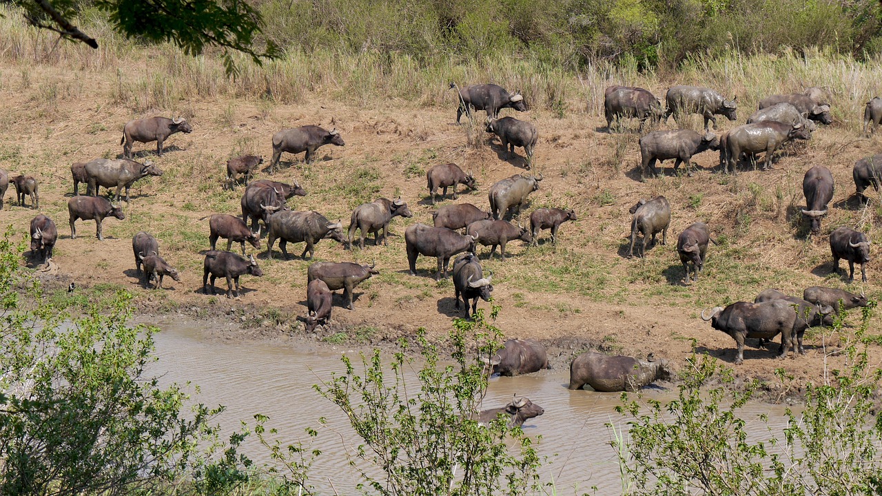 South Africa - free online jigsaw puzzle photo