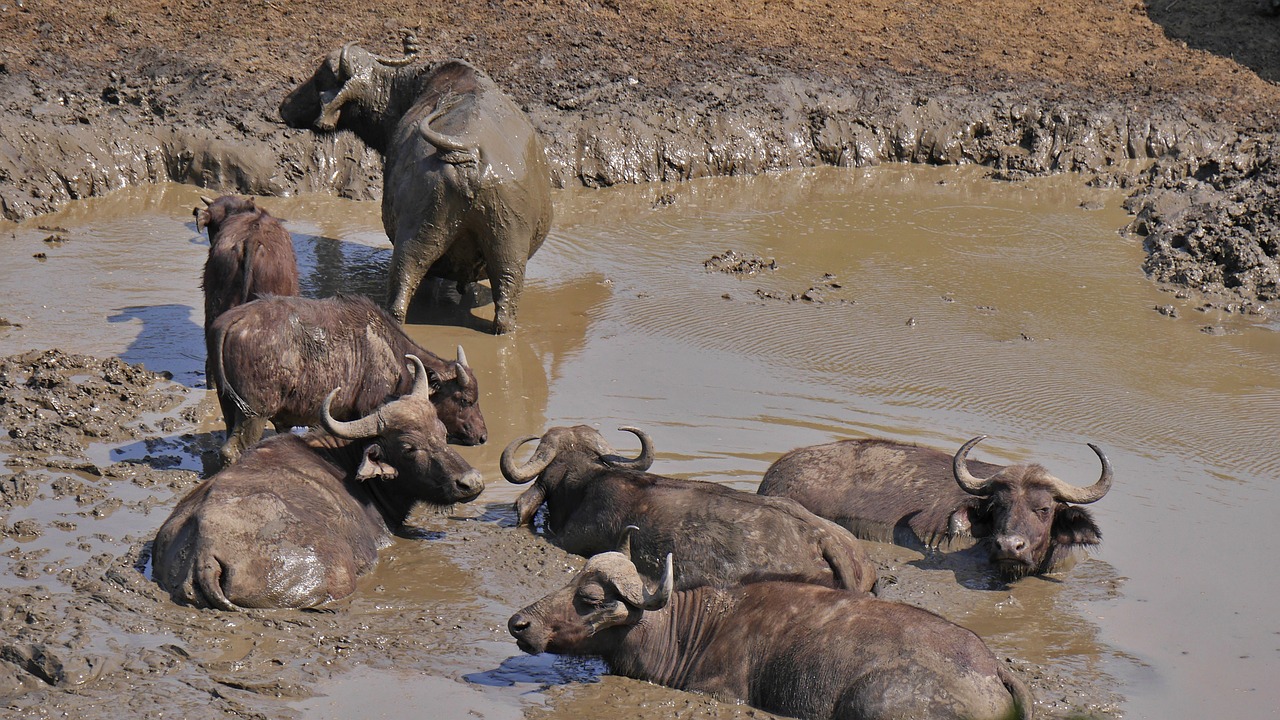 South Africa - free online jigsaw puzzle photo