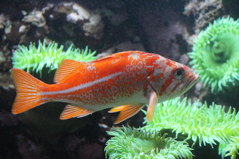 Simple Fish Nature Fish Water Nature - Free photo on Pixabay