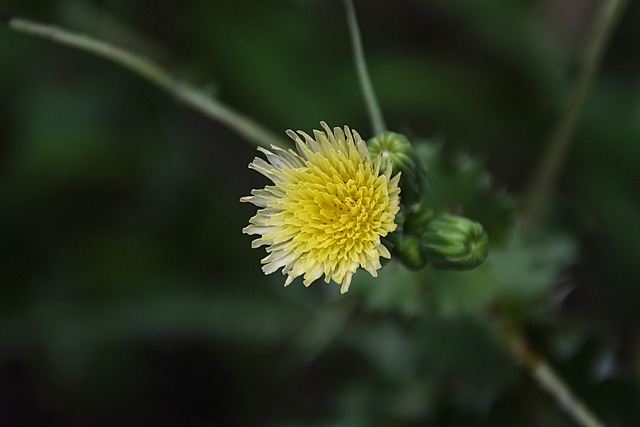 Free Wild Flowers Roadside photo and picture