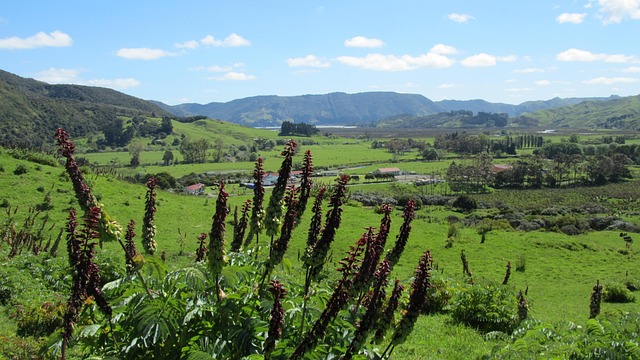 Free New Zealand North Island photo and picture