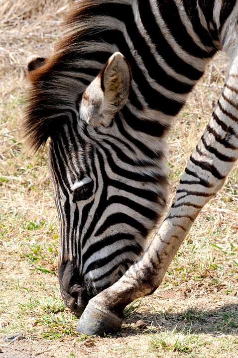 Zebra Dzikich Zwierząt Afryka Darmowe Zdjęcie Na Pixabay