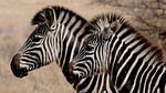 zebra, wild animal, africa