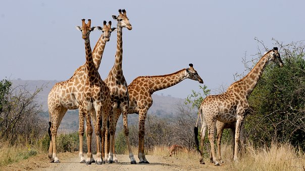 Curiosidades sobre as girafas